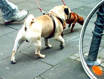 Das Mops-A-Team